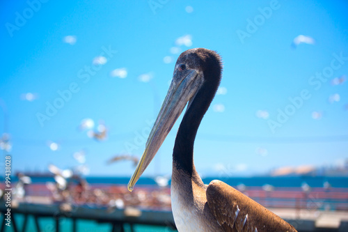 pelican . photo