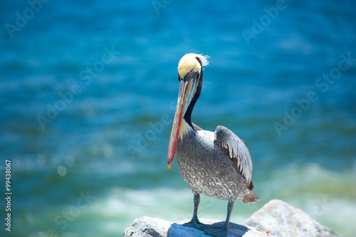 pelican . photo