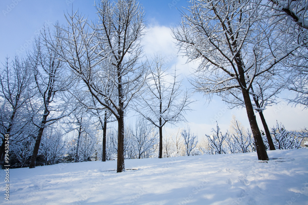 Snow covered trees