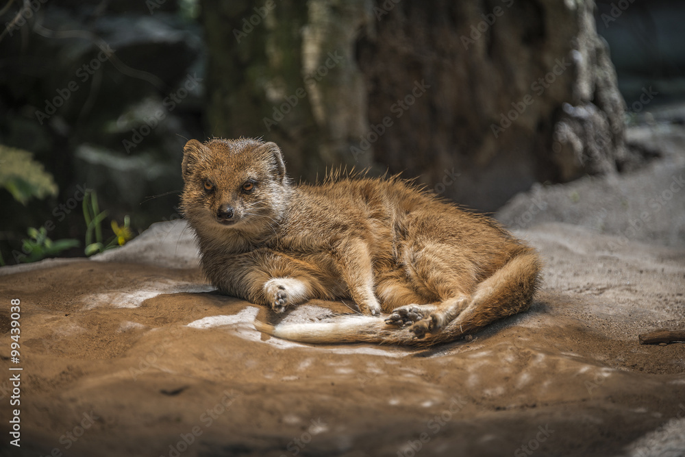 Naklejka premium Yellow mongoose warming up under the sun, closeup