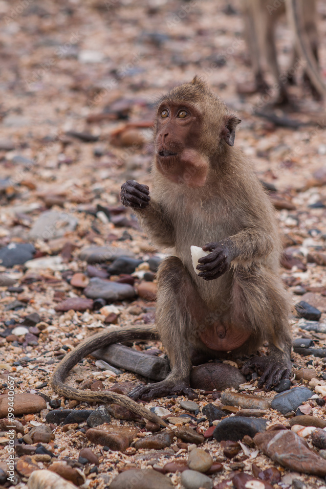 Naklejka premium Monkey. Crab-eating macaque. Asia Thailand