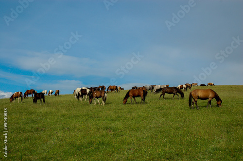 Wallpaper Mural Pasące się na łące konie ,Izby ,Krynica-Zdrój Muszyna Zdrój, Poprad, małopolska,Plska Torontodigital.ca