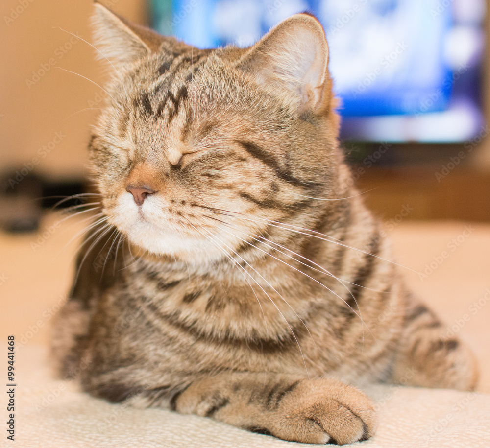 A ginger kitten lying in his soft cozy bed on a white carpet, soft focus, isolated photo. A ginger kitten lying in his soft cozy bed on a white carpet, soft focus, isolated photo.