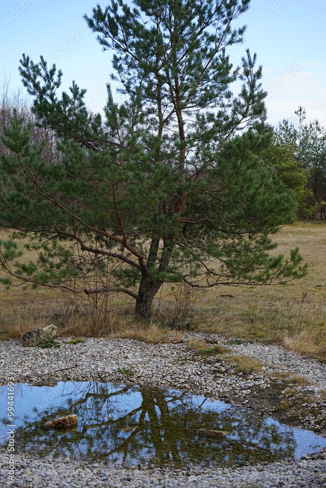 Kiefer spiegelt sich in Wasserloch - Hochformat Kiefer spiegelt sich in Wasserloch - Hochformat