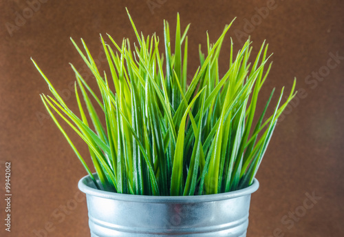 decorative green grass