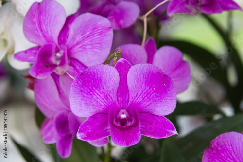 Fresh orchid flower