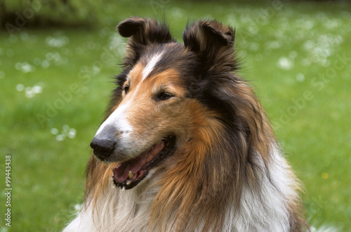 Foto Stock Chien, race Collier à poil long , Berger d'Ecosse | Adobe Stock