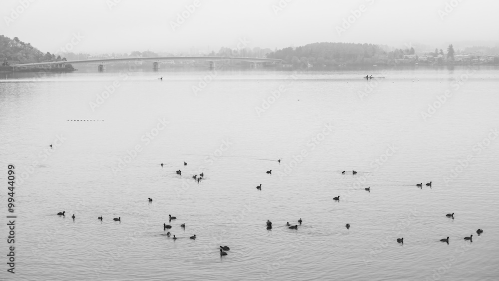 Ducks' group on Kawaguchiko lake