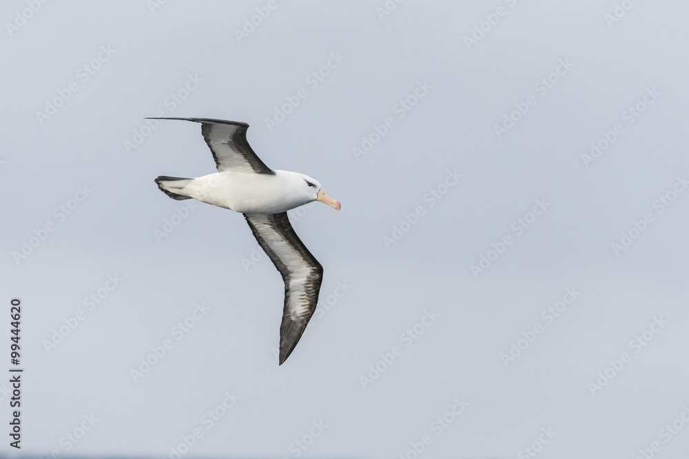 Black-browed Albatross in flight. Black-browed Albatross in flight.