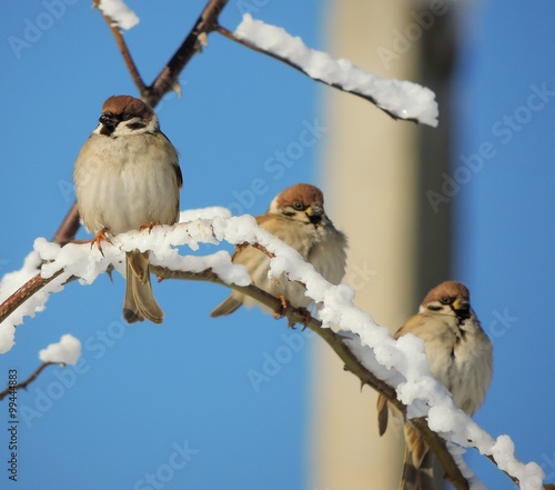 Sparrow (Passer montanus)