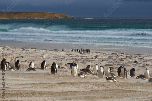 Group of Gentoo Penguins (Pygoscelis papua) on the coast overlooking a stormy South Atlantic at Volunteer Point in the Falkland Islands. King Penguins (Aptenodytes patagonicus) on the beach beyond. 