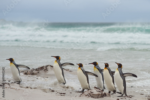 Group of King Penguins  Aptenodytes patagonicus  come ashore after a short dip in a stormy South Atlantic at Volunteer Point in the Falkland Islands.