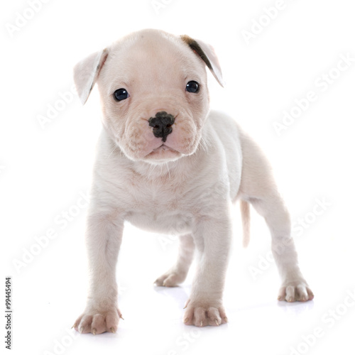 puppy american bulldog © cynoclub