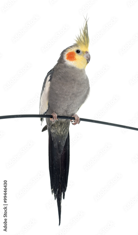 Fototapeta premium adult gray Cockatiel
