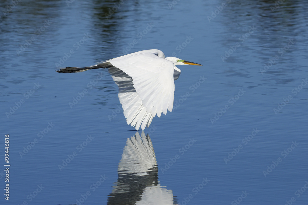Great egret flying low above water Great egret flying low above water