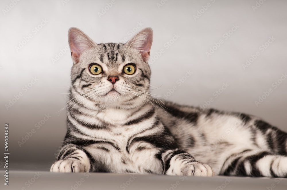 Purebred american shorthaired cat portrait