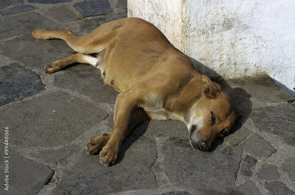 chien, le repos chien, le repos