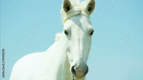 France Camargue animal horses wild freedom white livestock