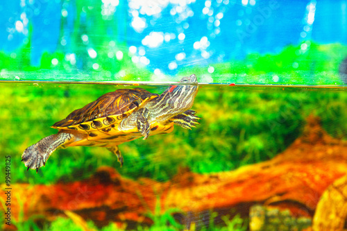underwater turtle in an aquarium