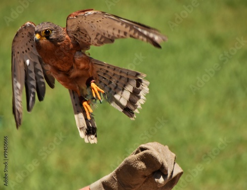 Little rock kestrel Falcon taking off