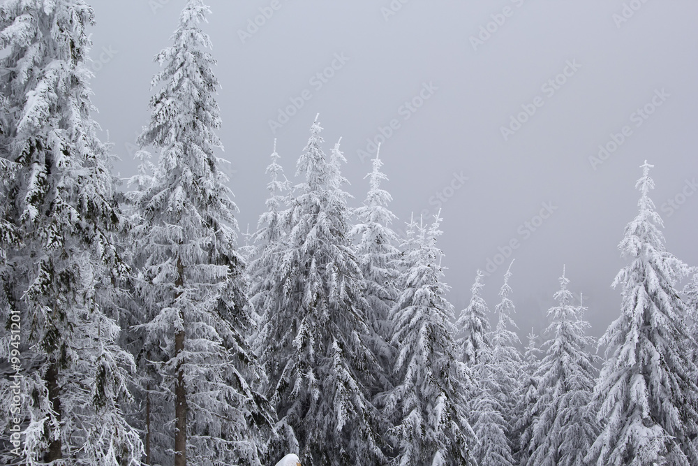 Fir trees covered with snow
