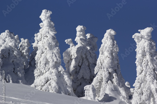 Wallpaper Mural Fir trees covered with snow Torontodigital.ca