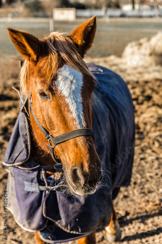 Fototapeta Naklejka Na Ścianę i Meble -  Horse Head With Halter During Sunny Winter Day