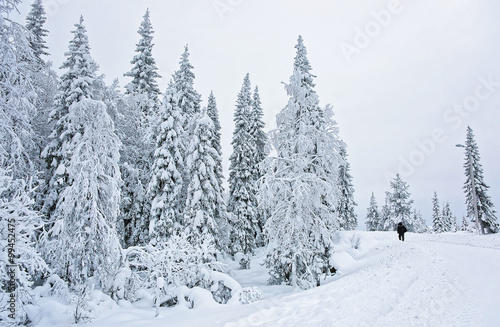 Man in the snow covered road in Ruka in Finland on the Arctic circle