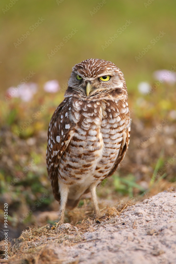 Burrowing Owl standing on the ground Burrowing Owl standing on the ground