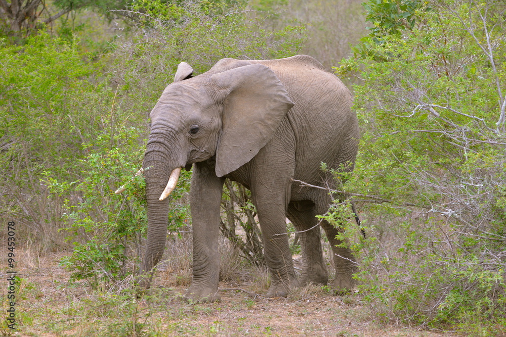Fototapeta premium éléphant, savane