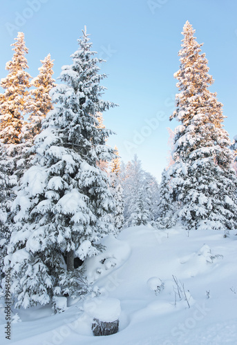 Sunny tops of the trees in a snow covered forest in Ruka village © Roman Babakin