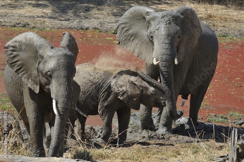 femelles éléphantes et éléphanteau, bain de boue et de poussière au point d'eau, South luangwa Parc national Zambie