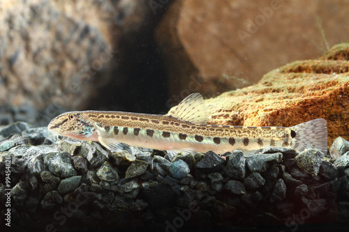  Spined loach resting