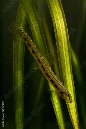 Spined loach swimming