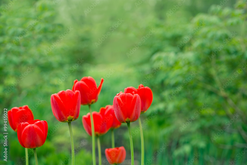 Flowers red tulips in the garden Flowers red tulips in the garden