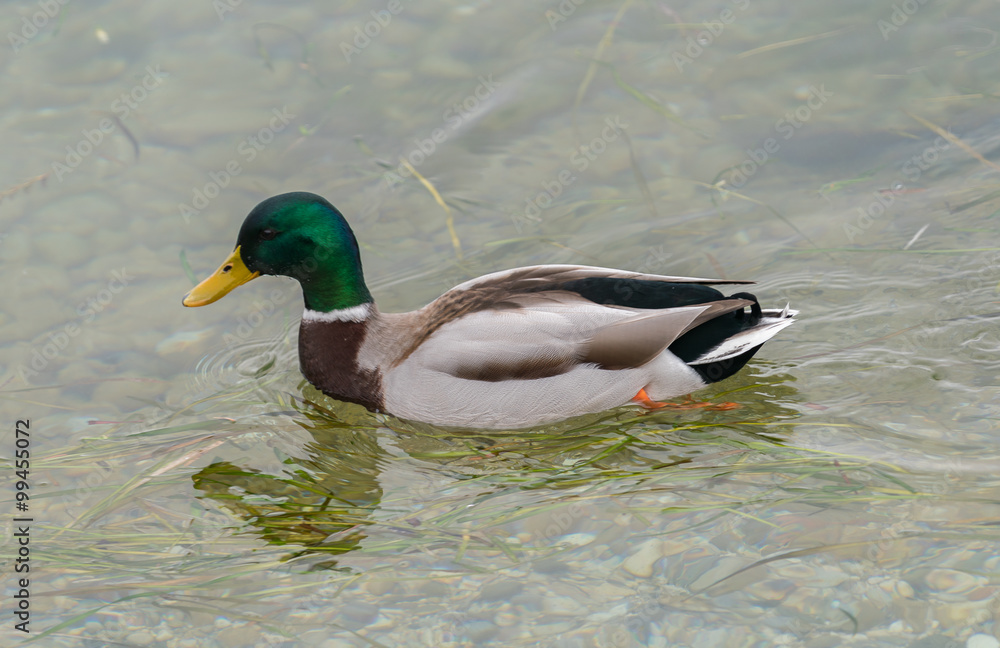 Obraz premium Mallard