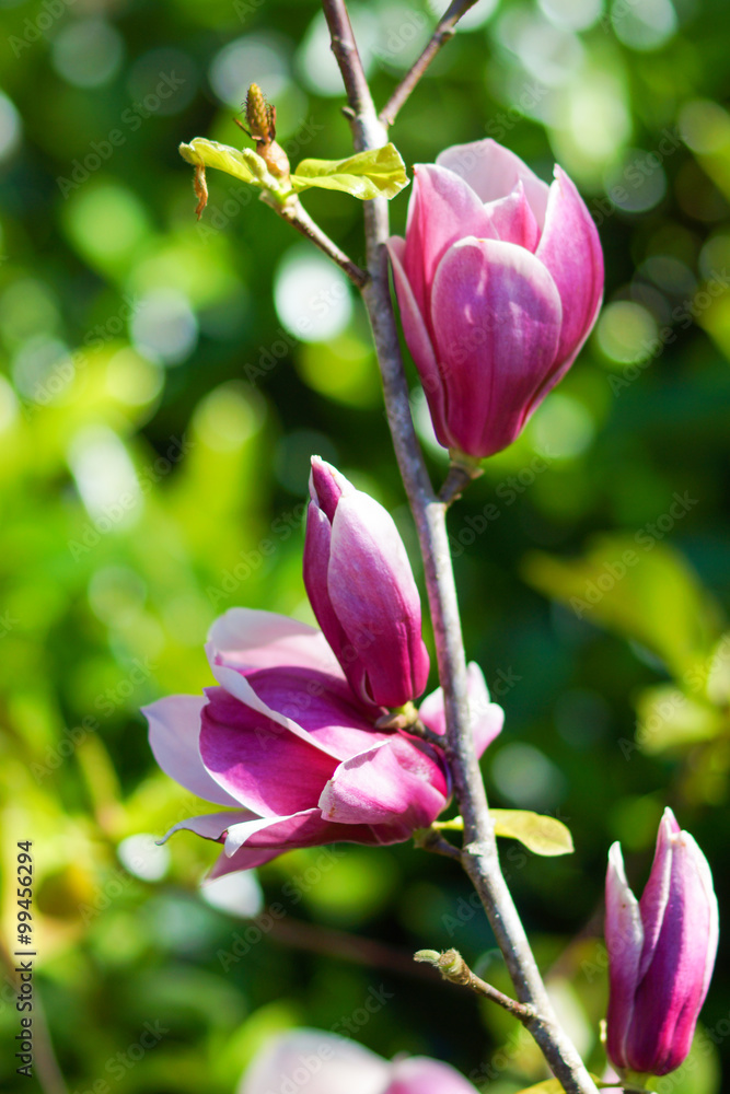 pink magnolia flower pink magnolia flower