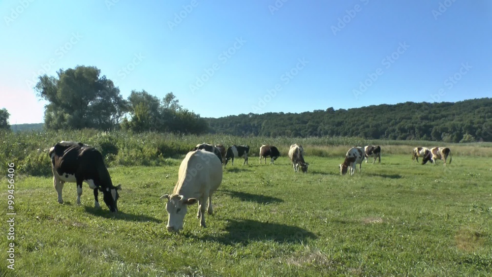 Cows grazing in fresh pastures Cows grazing in fresh pastures