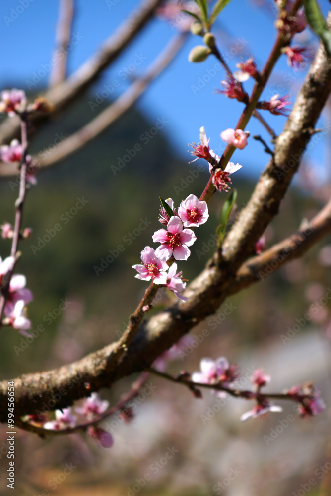 Chinese plum tree, Japanese apricot tree. Chinese plum tree, Japanese apricot tree.