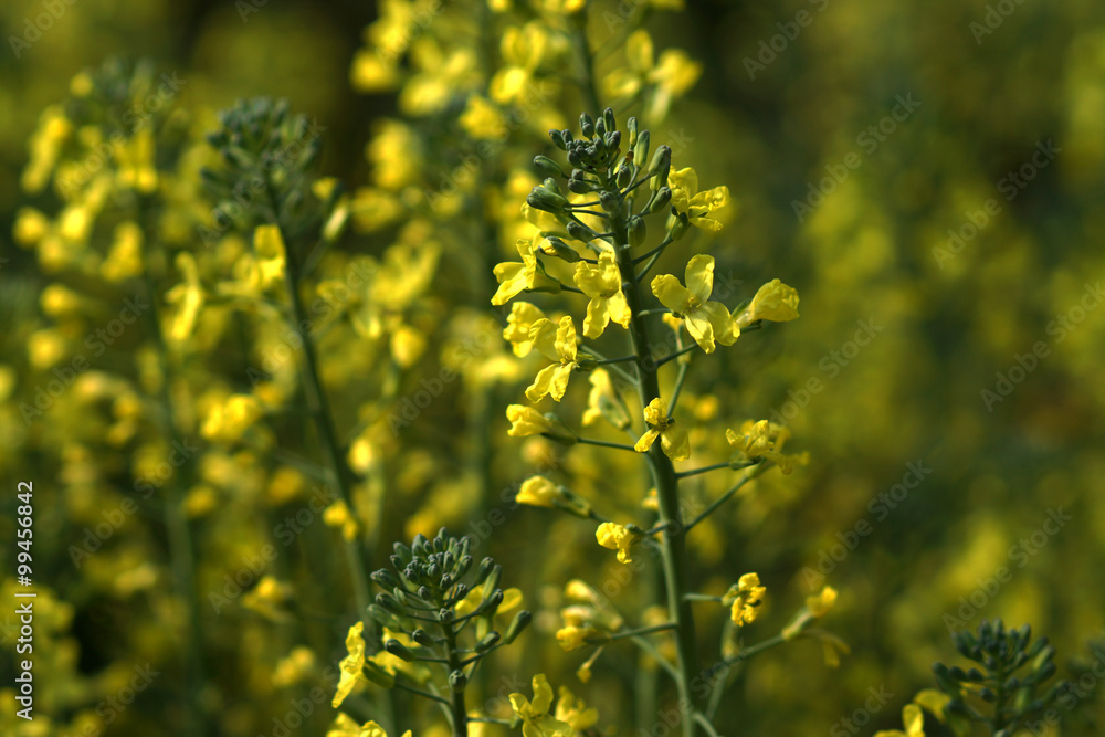 Obraz premium Chinese Flowering cabbage