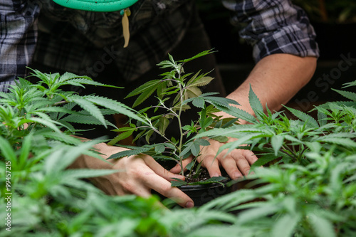 Fotografie farmer working with his marijuana