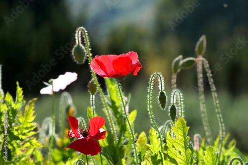 Poppy flowers in the garden