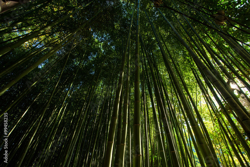 Bamboo grove forest in Arashiyama  Kyoto