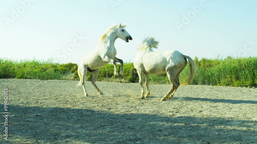 Horse France Camargue animal Stallion Gelding fighting wild   photo