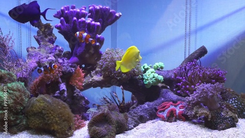 Salt water fish tank with reef coral aquarium