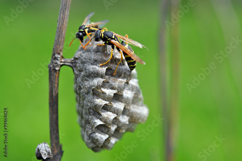 Wasp on the nest