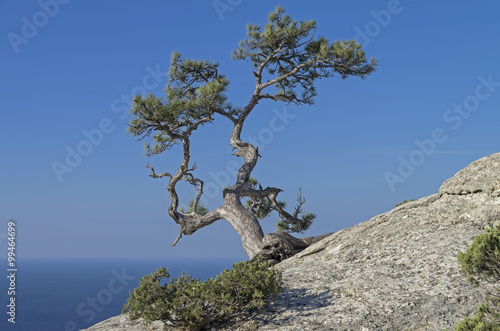 Pine on a rock against the blue sky. Crimea. © Sergey Rybin