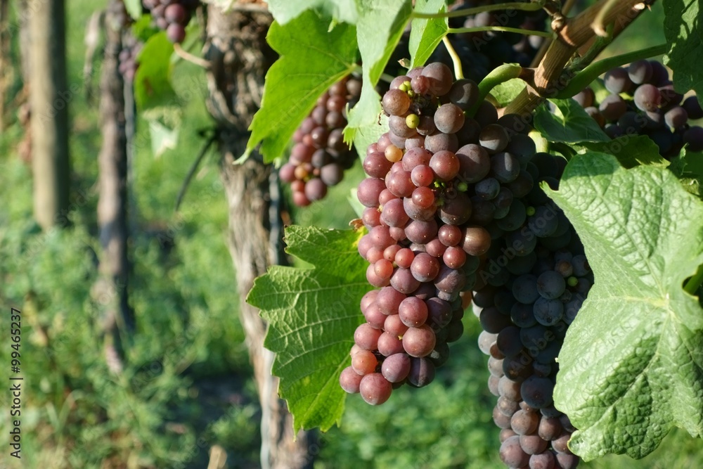 Weinanbau / Wein / Weinstock / Trauben Hintergrund