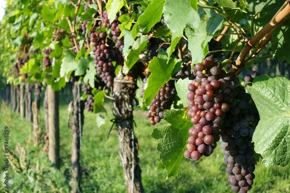 Weinanbau / Wein / Weinstock / Trauben Hintergrund