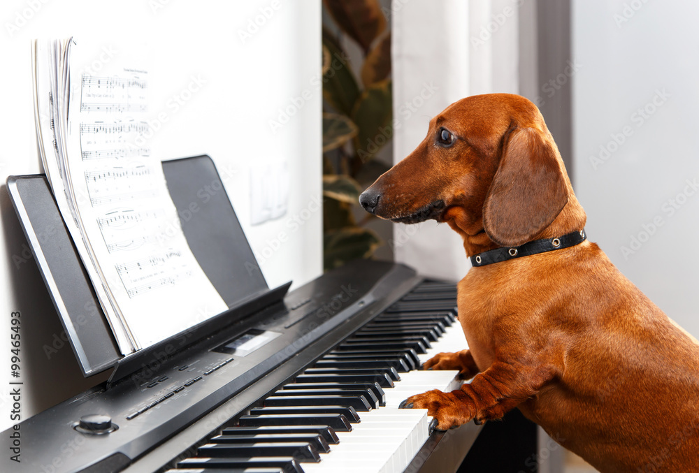 Photographie Funny dog playing the piano - Acheter-le sur Europosters.fr
